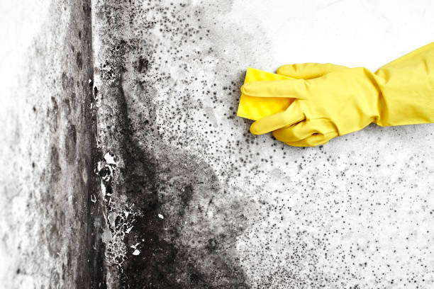 Best Health and Safety Mold Remediation in Colbert, OK