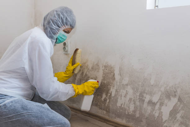 Best Kitchen Mold Remediation in Colbert, OK