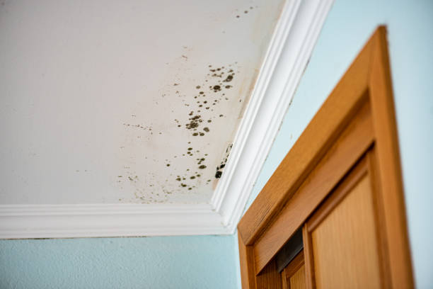  Colbert, OK Mold Removal Pros