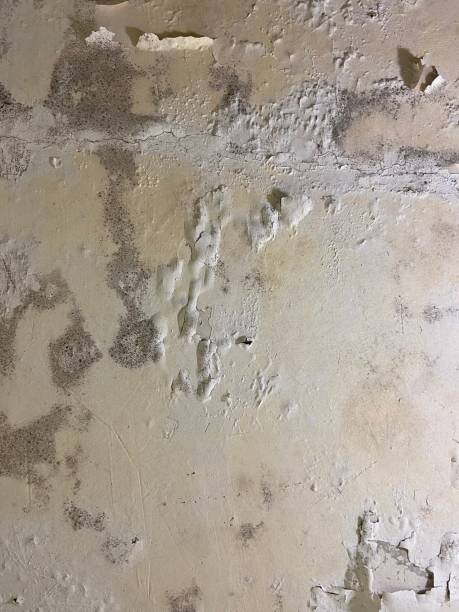 Best Commercial Mold Remediation in Colbert, OK