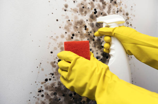 Best Crawl Space Mold Remediation in Colbert, OK
