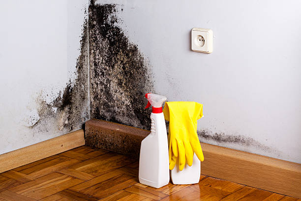 Best HVAC Mold Remediation in Colbert, OK