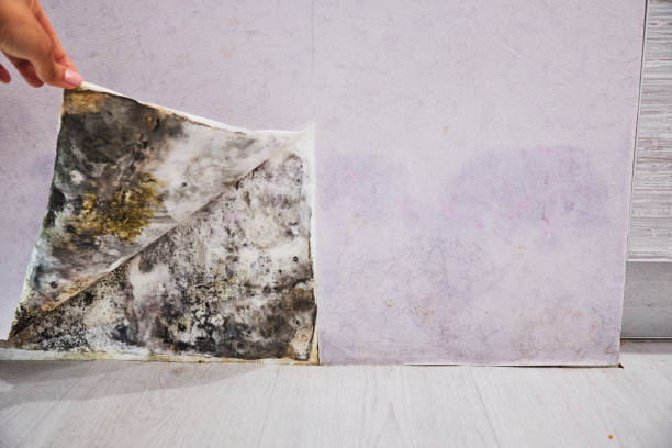 Best DIY Mold Remediation Support Services in Colbert, OK
